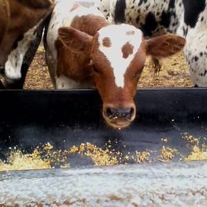 Meet your Posher, Gretchen